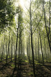 Woods with haze