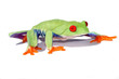 Foto: grenouille aux yeux rouge grenouille aux yeux rouge