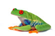 Foto: agalychnis agalychnis