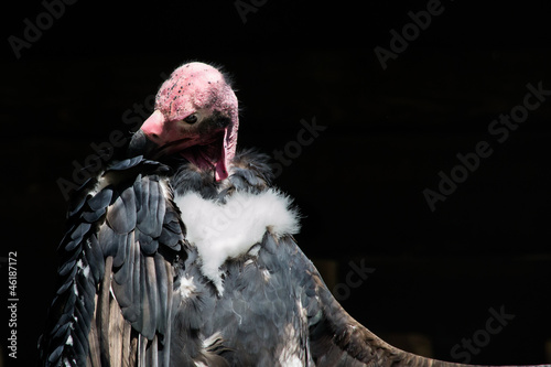 Photo: vulture real Indian vulture real Indian
