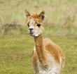 Photo: alpaca portrait alpaca portrait