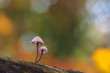 Fragile psathyrella mushrooms on an old trunk in autumn