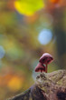 Fragile psathyrella mushrooms on an old trunk in autumn