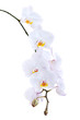 White orchid on a white background