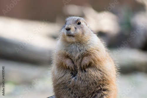 Photo: prairie dog prairie dog