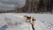 A Siberian sled dogs