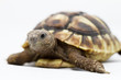 Young turtle on a white background