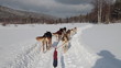 A Siberian sled dogs