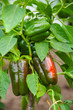 Organic peppers
