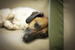 Photo: Sad Dog Sad Dog