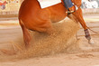 westernreiten