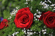 Red roses and gypsophila