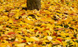 Herbstlaub 2012  01