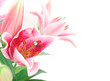 Pink Lilly Flowers Bouquet