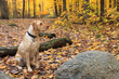 Golden Hunter