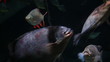 Vídeo: tropical fish on the reef tropical fish on the reef