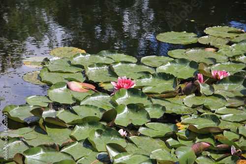 Photo: Floating water lillies Floating water lillies