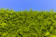Blickdichte Hecke aus Thujen