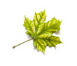 Autumn dry maple leaf on a white background