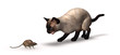 Siamese Cat And Rat