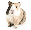 guinea