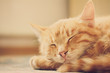 Little Red Kitten Sleeping On Bed