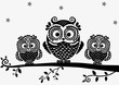 owl black