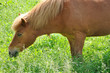 le cheval