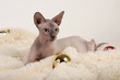 Canadian sphynx