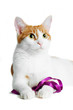 Foto: red and white cat with purple ribbon isolated red and white cat with purple ribbon isolated