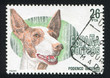 Ibizan Hound