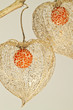 Lampionblume