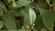 Video: laurel tree laurel tree