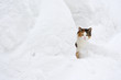 Cat in the snow
