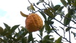 Video: lemon tree lemon tree