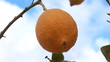 Video: lemon tree lemon tree