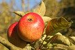 Une pomme au soleil