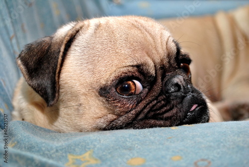 Photo: Annoyed Pug Puppy Annoyed Pug Puppy