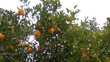 Video: lemon tree lemon tree