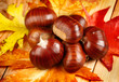 Castagne con foglie di sottobosco 