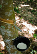 Tapping latex from a rubber tree
