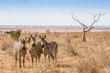 Zebras looking to the camera