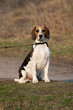 Photo: Tri-colored beagle puppy Tri-colored beagle puppy