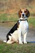 Photo: Tri-colored beagle puppy Tri-colored beagle puppy