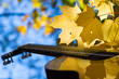 classical guitar in the autumn leaves and sun rays