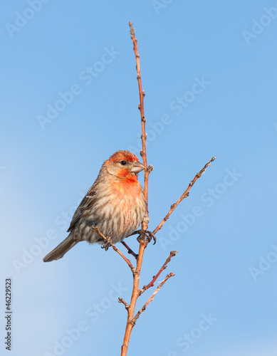 Photo: House Finch Pride House Finch Pride