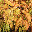Zweige des Urweltmammutbaums, Metasequoia glyptostroboides, im H