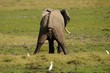 Elefante che va di corpo