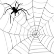 spinnennetz