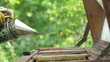 Beekeeper at work, closeup on hands
